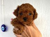 Teacup 2 Kg Garanti̇si̇ Altinda Kirmizi Red Tooy Poodle
