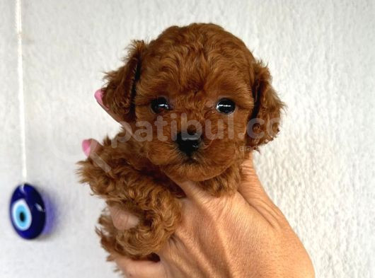 Teacup 2 Kg Garanti̇si̇ Altinda Kirmizi Red Tooy Poodle görsel