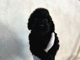 Black Poodle Farklılığı Sevenlere 