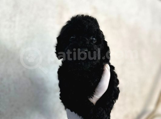 Black Poodle Farklılığı Sevenlere  görsel