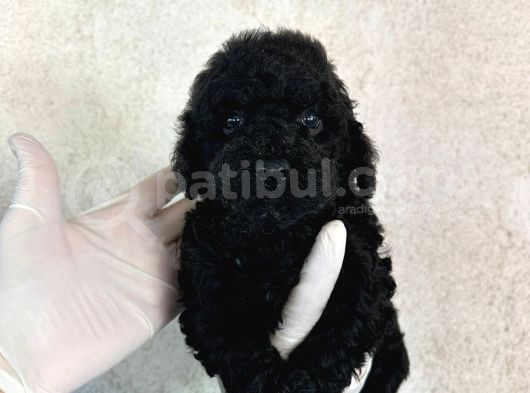 Black Poodle Farklılığı Sevenlere  görsel