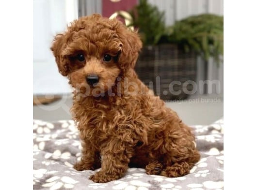 Kıpkırmızı Red Tooy Poodle Sevimli Yavrular görsel