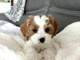 Kahve tonlu mini boy puppy sevimli yavrular MALTİPO CİNSİ
