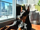 5 Aylık Dişi Doberman