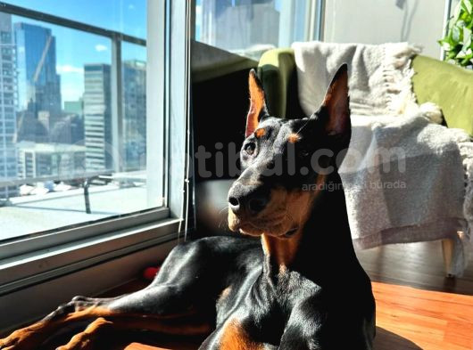 5 Aylık Dişi Doberman
