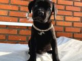 Klasik ve Blue cane Corso yavrular