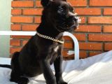 Klasik Ve Blue Cane Corso Yavrular