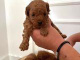 6 Kasım Doğumlu Poodle Yavrularımız