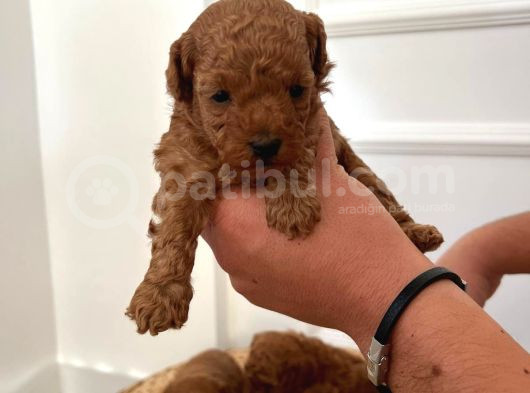 6 Kasım Doğumlu Poodle Yavrularımız görsel