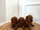 6 Kasım Doğumlu Poodle Yavrularımız