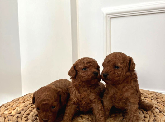 6 Kasım Doğumlu Poodle Yavrularımız görsel