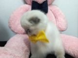 Boncuk Gözlü Ayıcık Surat Minnoş