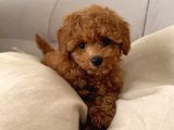3 ve 4 kg garantisi Altında TOOY  POODLE  0 NUMARA BÜYÜM
