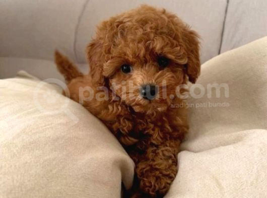 3 Ve 4 Kg Garantisi Altında Tooy  Poodle  0 Numara Büyüm