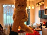 Chi̇nchi̇lla Hari̇ka Son Kalan Di̇şi̇ Yavrumuz