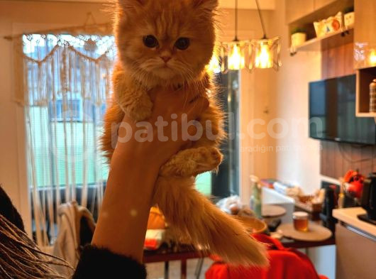 Chi̇nchi̇lla Hari̇ka Son Kalan Di̇şi̇ Yavrumuz görsel