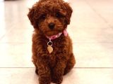 Toy Poodle Red Brown Yavrular