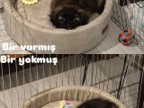 6 Eylül Doğumlu Pekinez