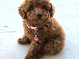 Toy Poodle Red Brown Yavrular