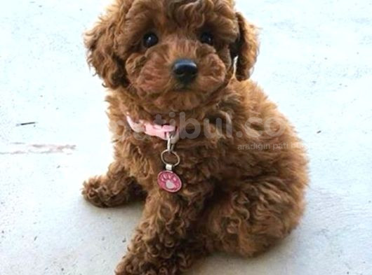 Toy Poodle Red Brown Yavrular görsel