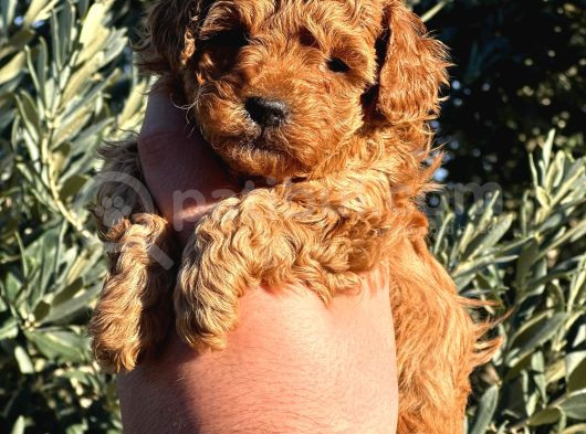 Mini Boy Puppy Kıpkırmızı Red Tooy Poodle