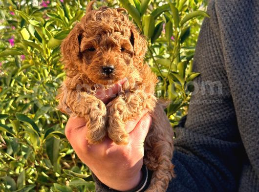 Mini Boy Puppy Kıpkırmızı Red Tooy Poodle görsel