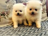 Büyümeyen Aşk Çocuklar Pomeranian Boo