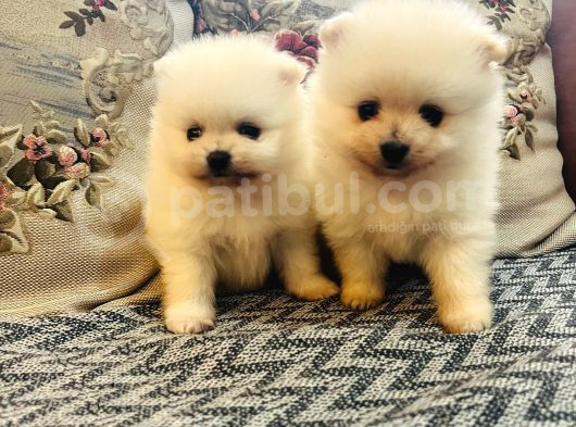 Büyümeyen Aşk Çocuklar Pomeranian Boo görsel