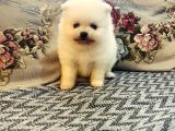 Büyümeyen Aşk Çocuklar Pomeranian Boo