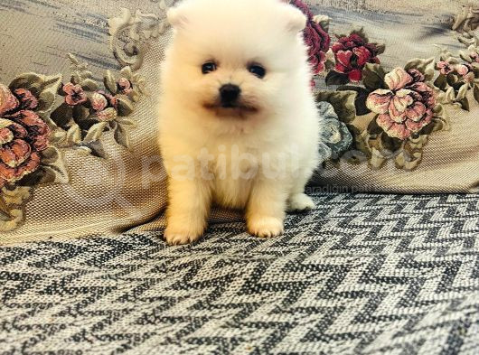 Büyümeyen Aşk Çocuklar Pomeranian Boo görsel