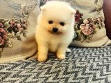Büyümeyen Aşk Çocuklar Pomeranian Boo