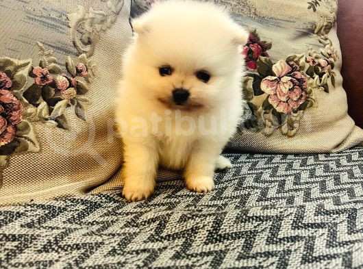 Büyümeyen Aşk Çocuklar Pomeranian Boo