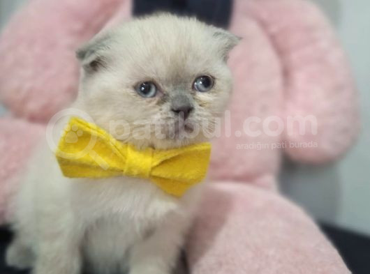 Boncuk Gözlü Ayıcık Surat Minnoş görsel