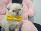 Boncuk gözlü ayıcık surat minnoş