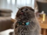 Scottish Fold 2 Aylık Yav Kedi