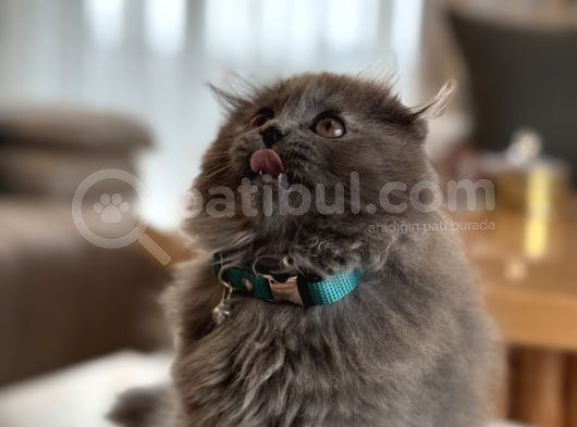 Scottish Fold 2 Aylık Yav Kedi görsel