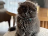 Scottish Fold 2 Aylık Yav Kedi