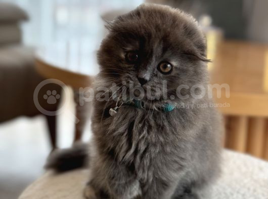 Scottish Fold 2 Aylık Yav Kedi görsel
