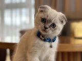 Scottish fold 2 aylık yav kedi
