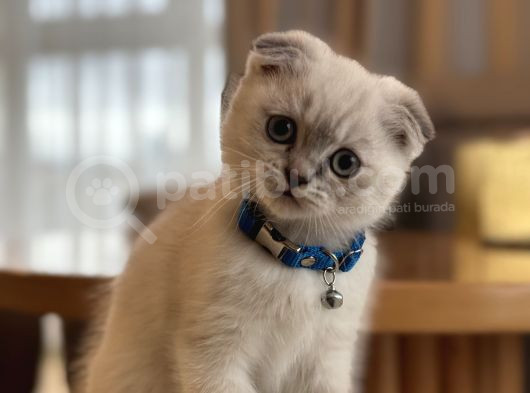 Scottish Fold 2 Aylık Yav Kedi