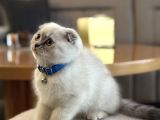 Scottish Fold 2 Aylık Yav Kedi