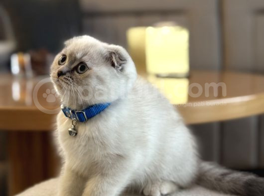 Scottish Fold 2 Aylık Yav Kedi görsel