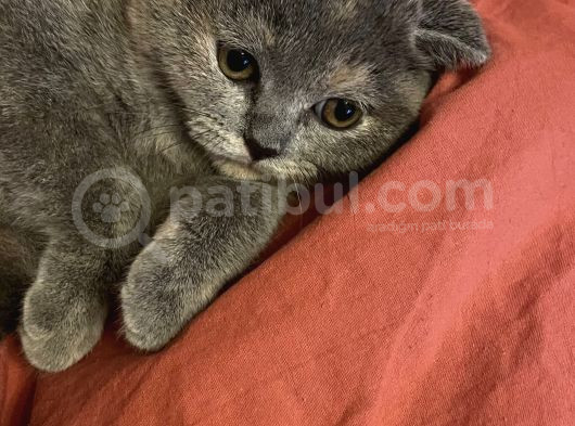 Mükemel Huylu Top Surat Scotisj görsel