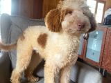 5 Aylık Erkek Parti Poodle