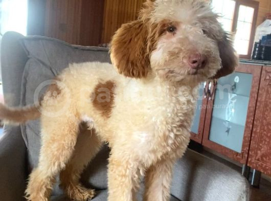 5 Aylık Erkek Parti Poodle görsel