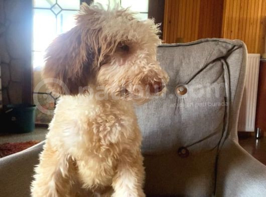 5 Aylık Erkek Parti Poodle görsel