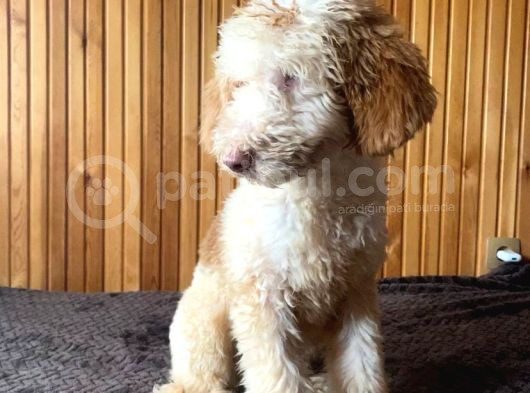 5 Aylık Erkek Parti Poodle görsel