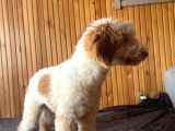 5 aylık erkek parti poodle