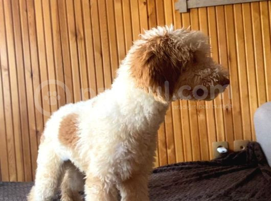 5 Aylık Erkek Parti Poodle