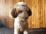 5 Aylık Erkek Parti Poodle